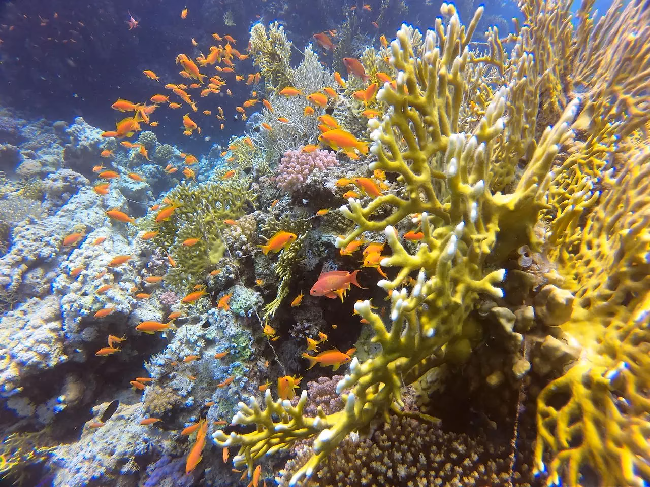 Koraalrif met een school oranje rifbaarsjes, zoals je ze bij snorkelstops voor de kust van Hurghada ziet